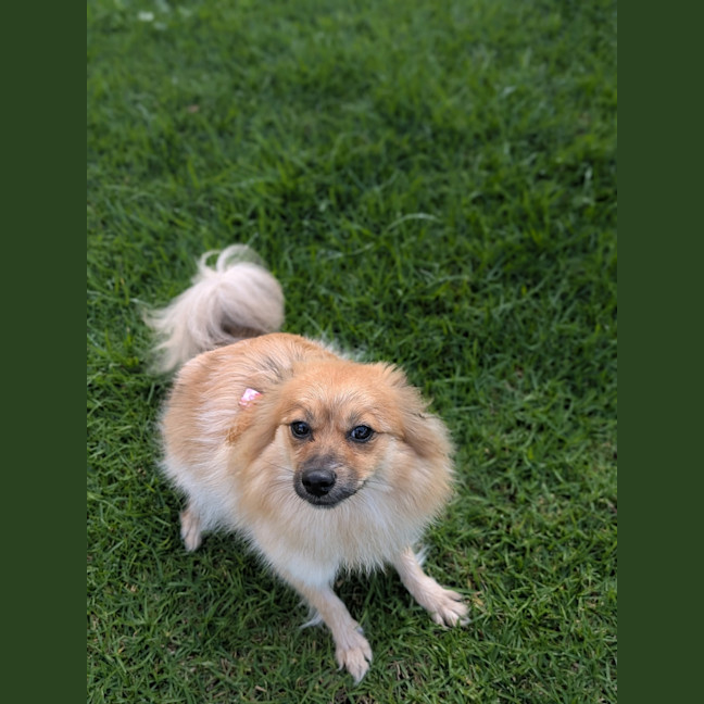 Photo of Blossom