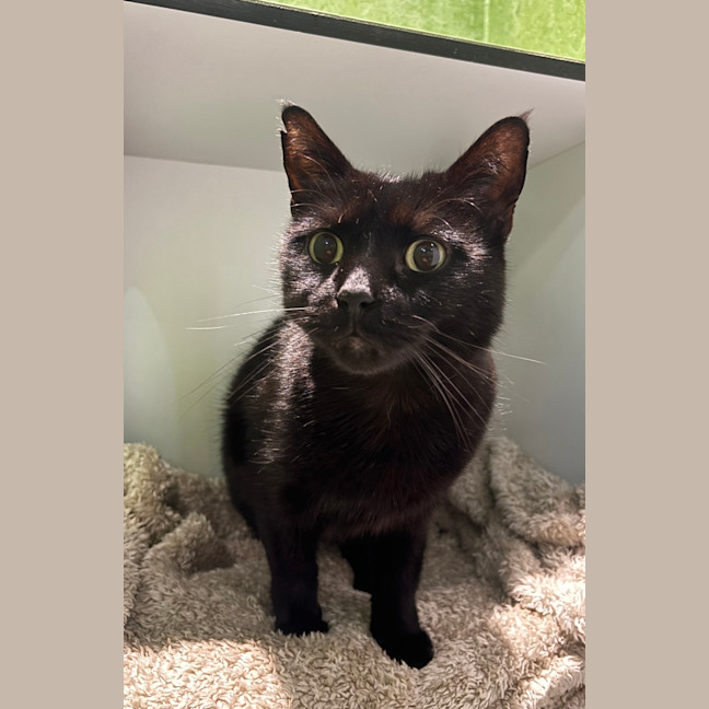 Photo of Panther