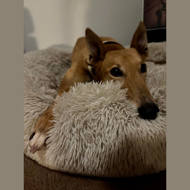 Photo of Clover The Greyhound