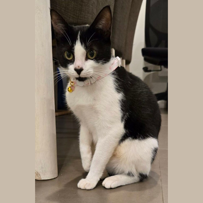 Photo of Strawberry Shortcake