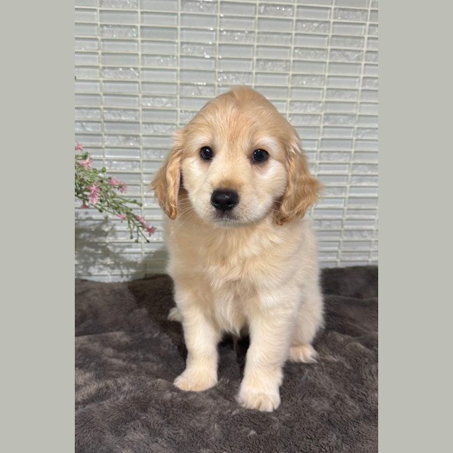 Photo of Biscuit