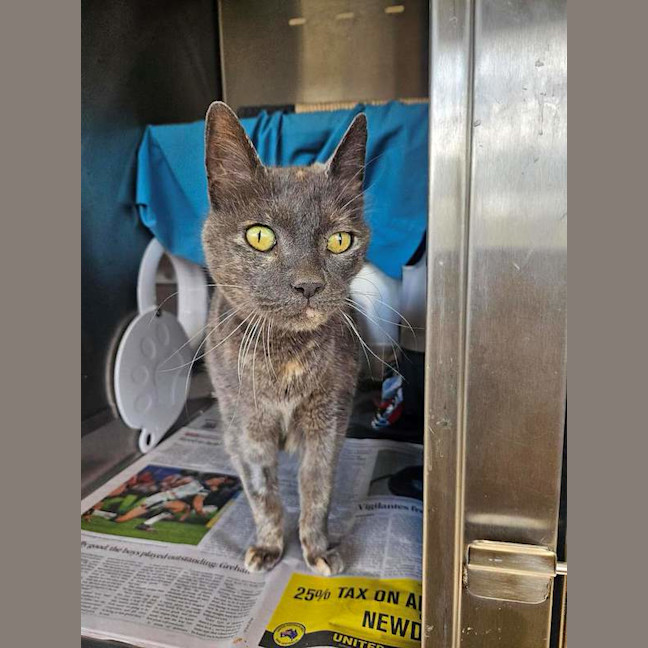 Photo of Smokey