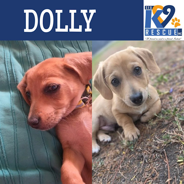 Photo of Dolly