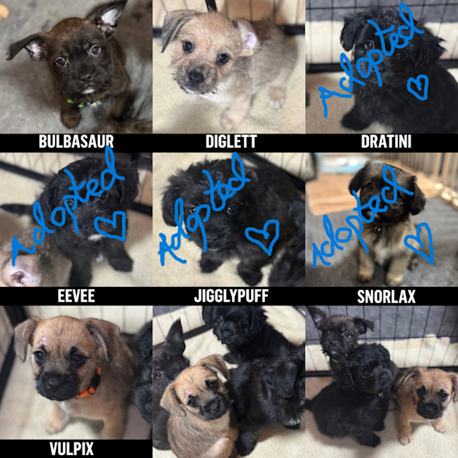 Photo of Pokemon Puppies