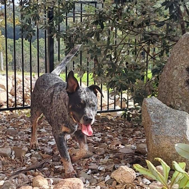 Photo of Bandit