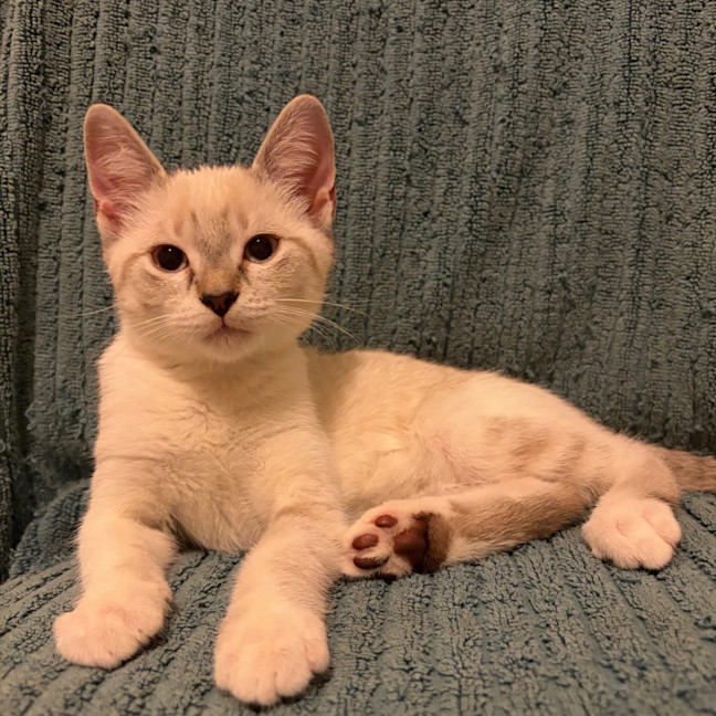 Photo of Cinnamon