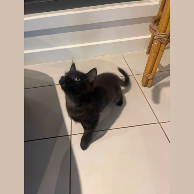 Olivia meet me petstock Dandenong store Female Domestic Medium Hair