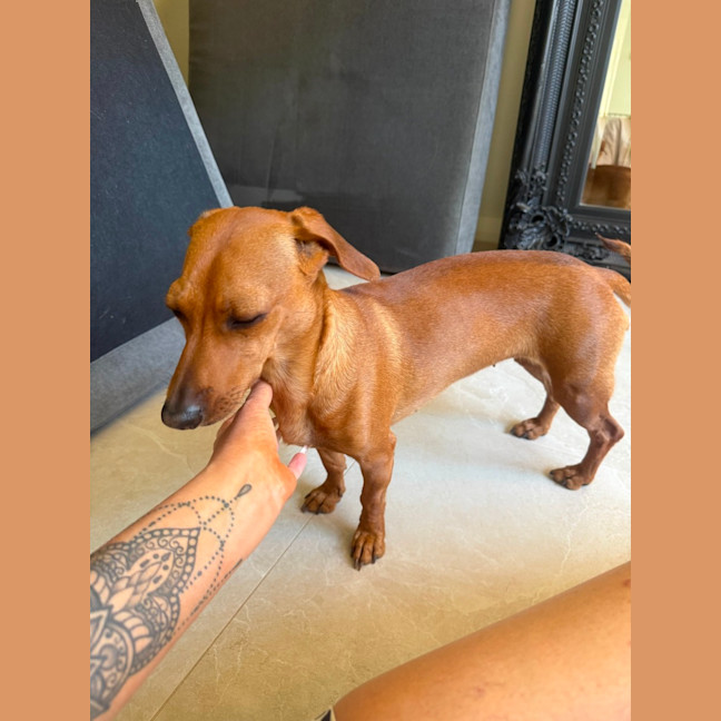 Photo of Daisy