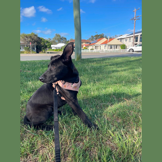 Photo of Toto   5 Month Old German Shepherd X