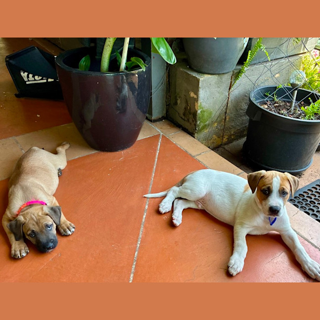 Photo of Charlie   8 Week Old Cattle Dog X 
