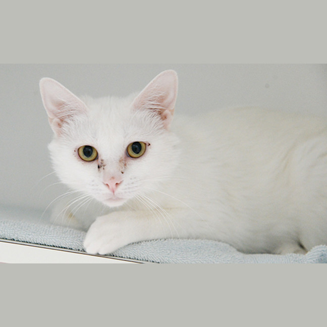 Photo of White Shadow
