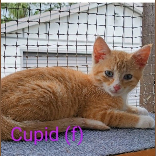 Photo of Cupid