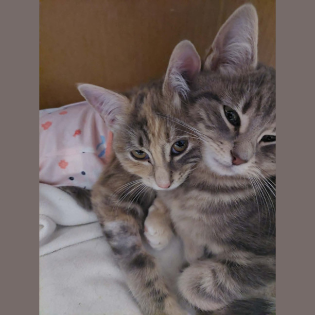 Photo of Peach