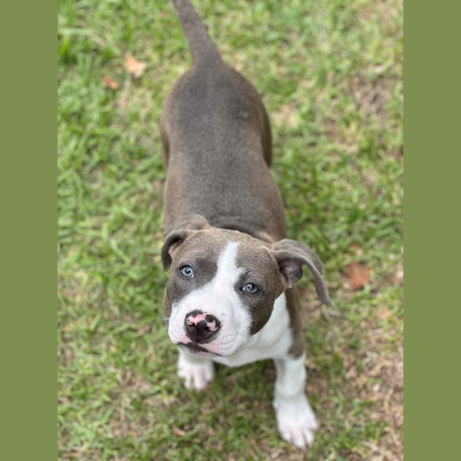 Photo of Blueberry