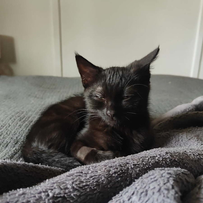 Photo of Night Fury Jr 
