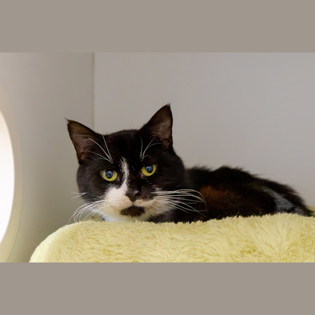 Photo of Old Cat Pat