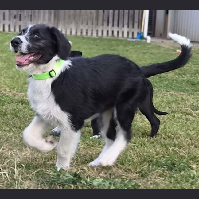Photo of Sherlock