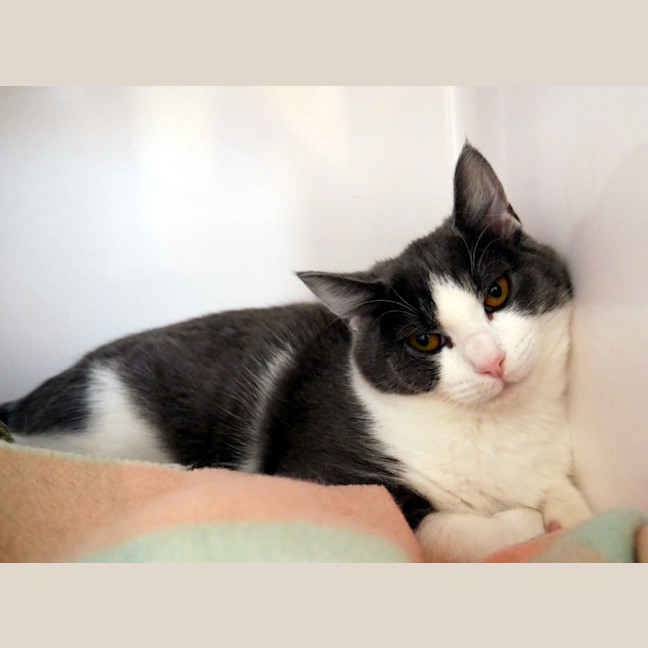 Photo of Suki Stk014243