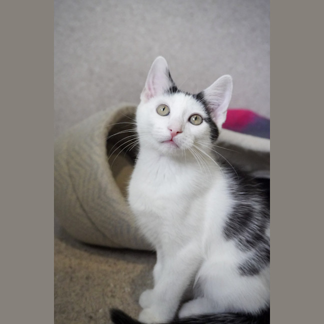 Photo of Peanut