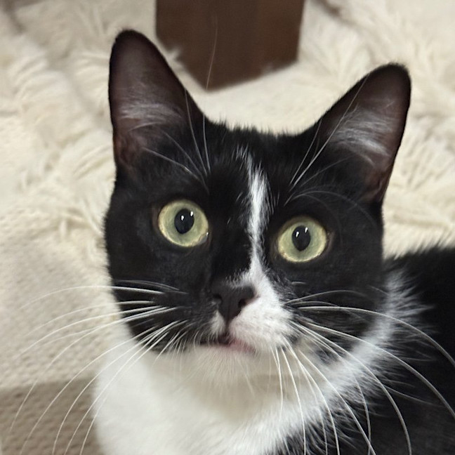 Photo of Jasmine