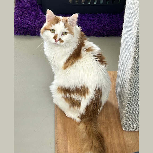 Photo of Twistie