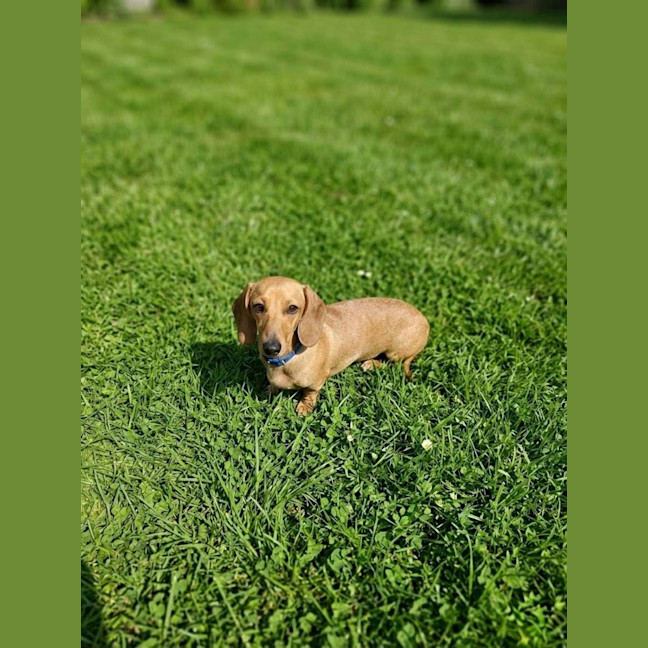 Photo of Honey