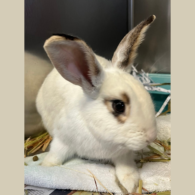 Photo of Rabunzel (Daisy)