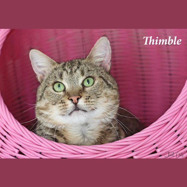 Photo of Thimble