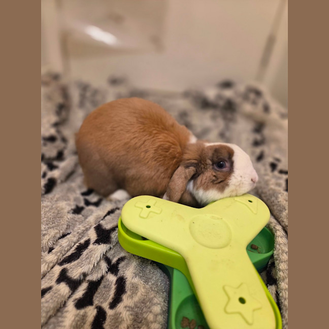 Photo of Snuggles