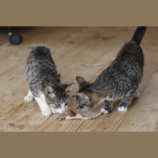 Photo of 💖💖💖Sage, T1 And W💖💖💖