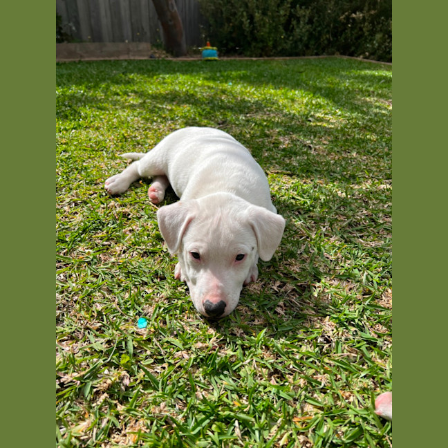 Photo of Baugette 