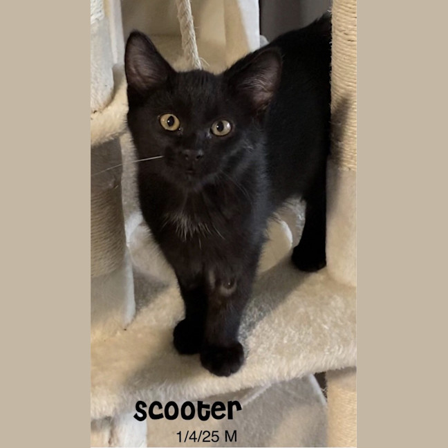 Photo of Scooter