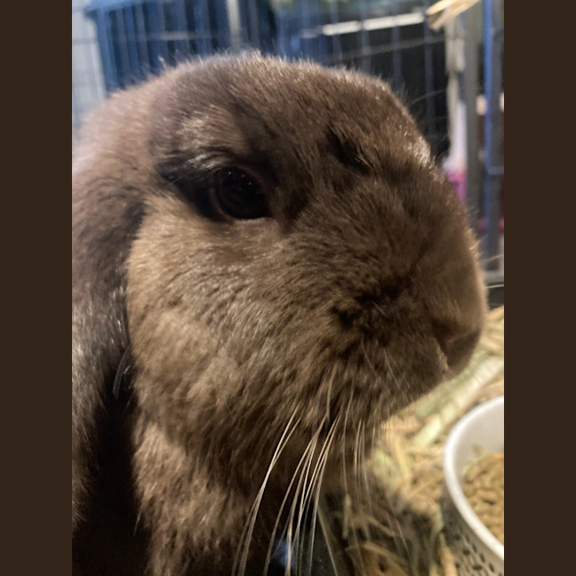 Photo of Zippy Ollie & Zana