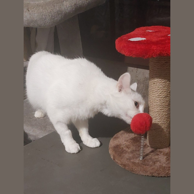 Photo of Angel