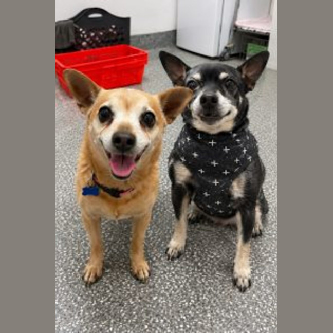 Photo of Xena And Nitro