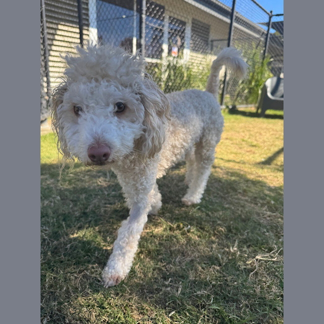 Photo of Sadie