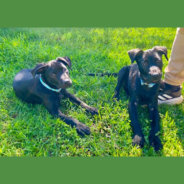Photo of Bo   3 Month Old Kelpie X Wolfhound