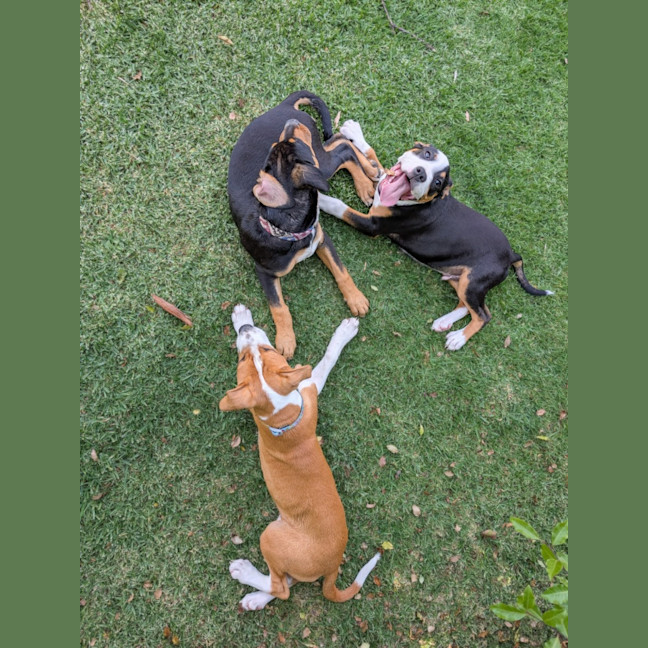 Photo of Romeo Foxtrot 