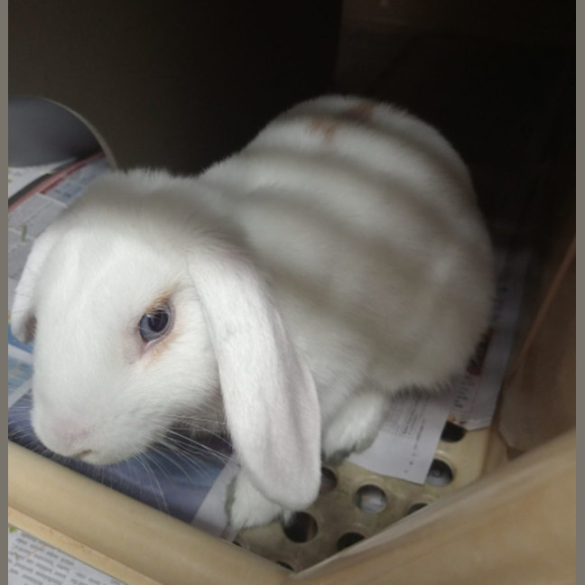 Photo of Butter Ball