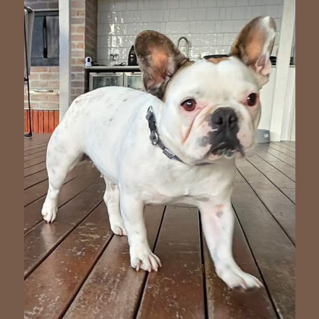 Photo of Dottie