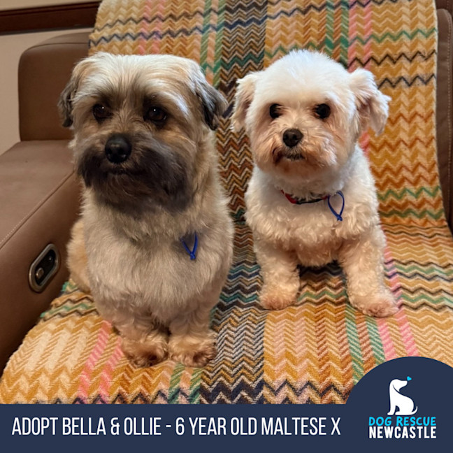 Photo of Bella & Ollie   6 Year Old Maltese X