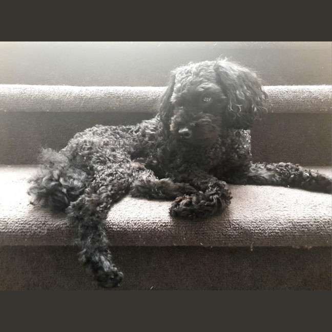 Photo of Sherlock And Willow Picton