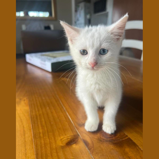 Photo of Yoghurt