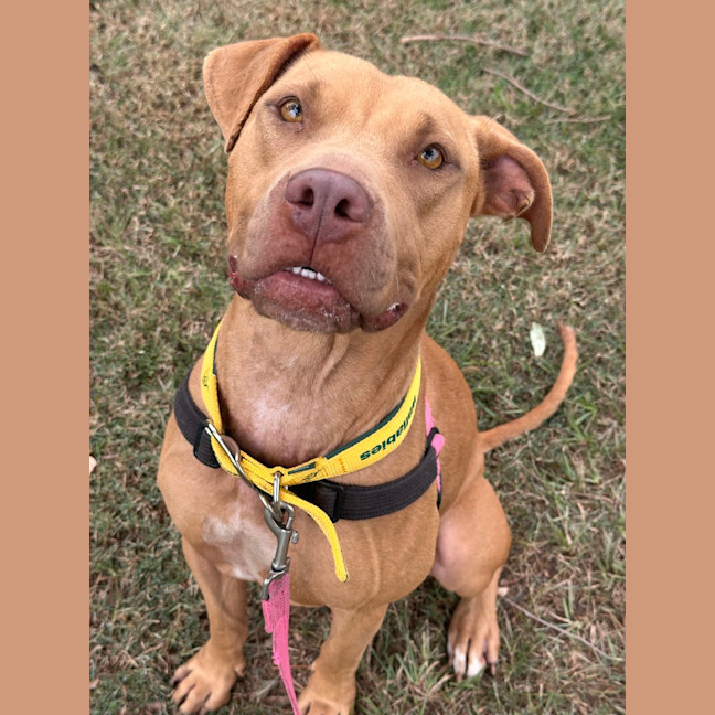 Photo of Luna