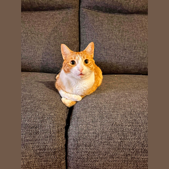 Photo of Ron Weasley 