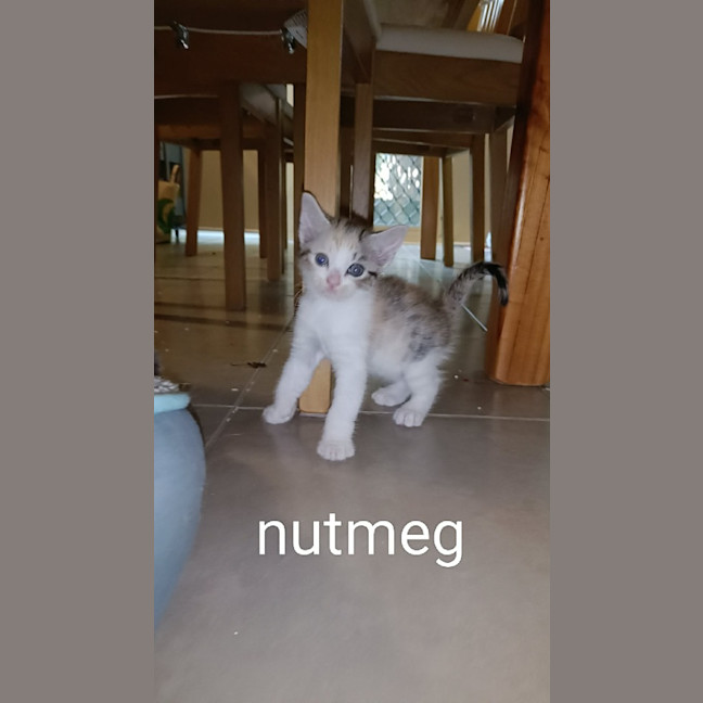 Photo of Nutmeg