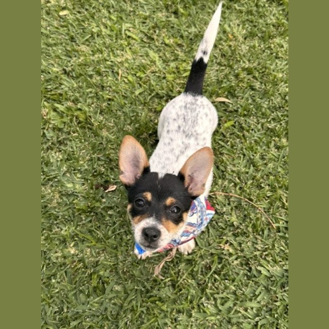 Photo of Bonnie