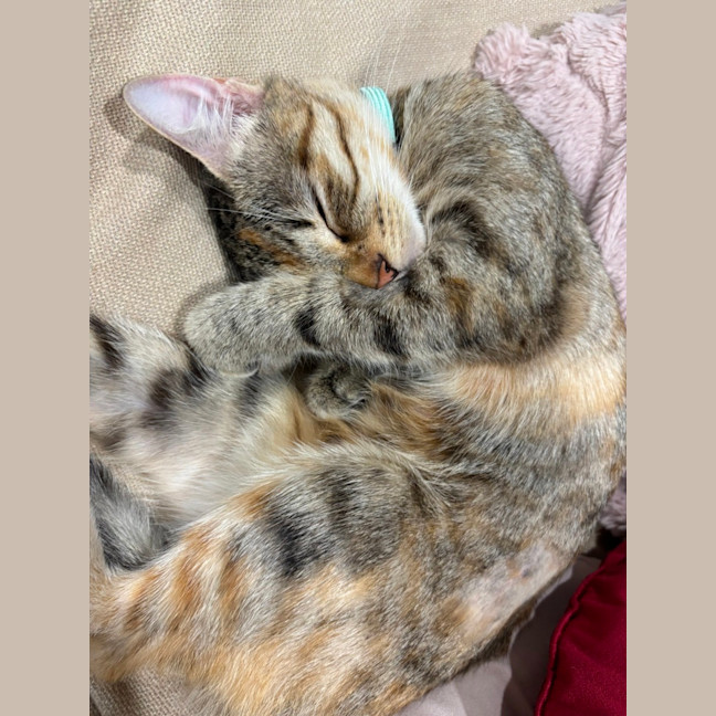 Photo of Bridgette 