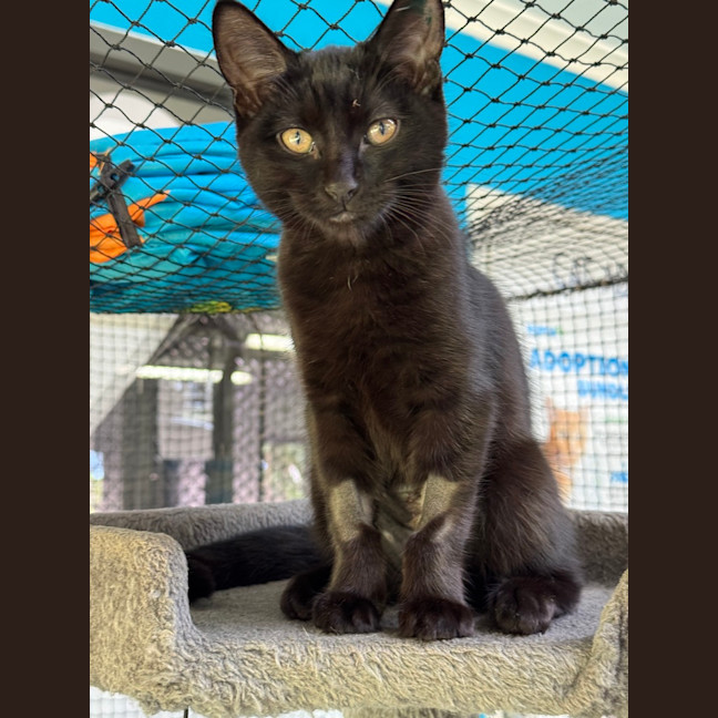 Photo of Black Panther