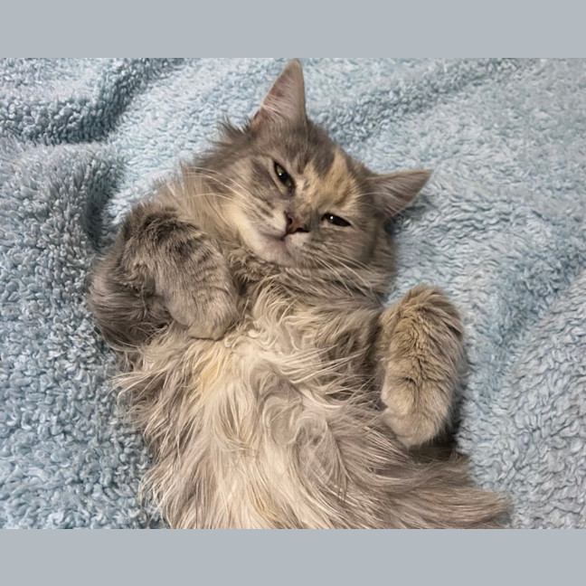 Photo of Pumpkin 